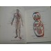 ATLAS DE ANATOMIE UMANA - SINELNIKOV - Volumele 1 si 2 - in limba spaniola